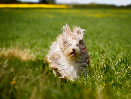 Shot of purebred dog. Taken outside on a sunny summer day.の写真素材