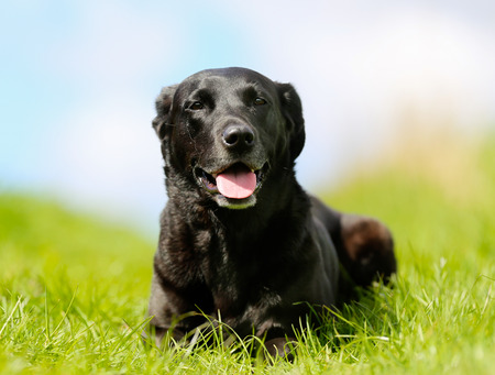 Black labrador lying in the grass on a sunny day.の写真素材
