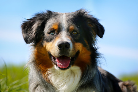 Close-up of brown, black and white purebred border collie.の写真素材