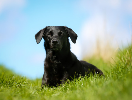 Shot of purebred dog. Taken outside on a sunny summer day.の写真素材