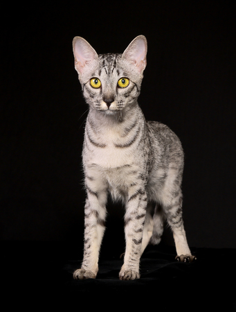 Shot of purebred domestic cat の写真素材