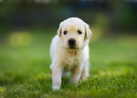 Cute golden retriever puppy walking towards camera の写真素材