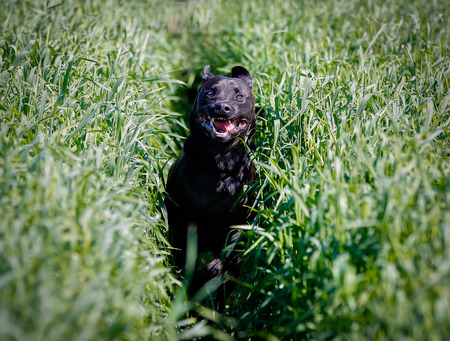 Shot of purebred dog. Taken outside on a sunny summer day.の写真素材
