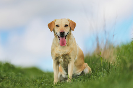 Shot of purebred dog. Taken outside on a sunny summer day.の写真素材