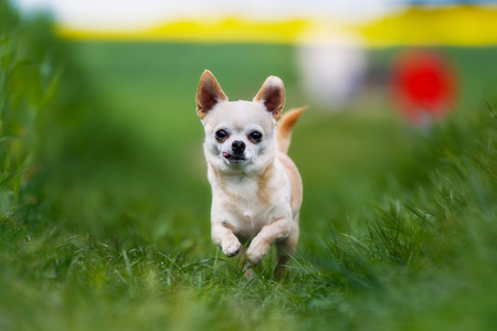 Shot of purebred dog. Taken outside on a sunny summer day.の写真素材