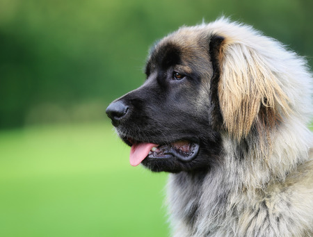 Beautiful purebred Leonberger dog photographed outdoors on a sunny summer day.の写真素材