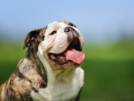 Purebred adult bulldog photographed outdoors on a sunny summer day.の写真素材