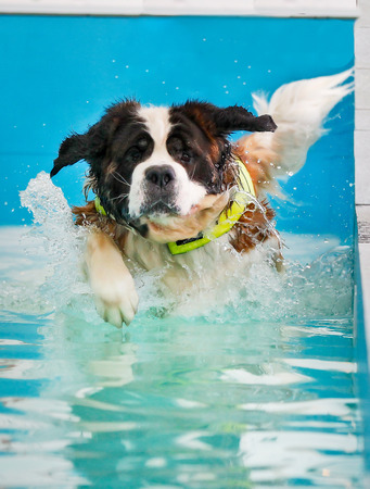 Huge St Bernard dog taking a swim in indoor swimming pool for dogs.の写真素材