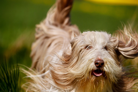 Shot of purebred dog. Taken outside on a sunny summer day.の写真素材