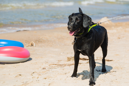 Dog on a leash eager to go for a swim.の写真素材