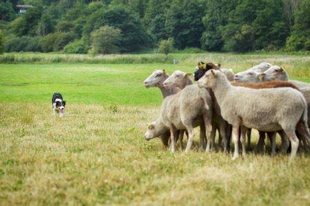 Purebred border collie herding a flock of sheep on a summer day.の写真素材