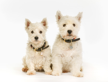 Two West Highland White Terrier dogs isolated on a white background.の写真素材