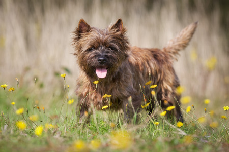 Purebred dog outdoors on a sunny summer day.の写真素材