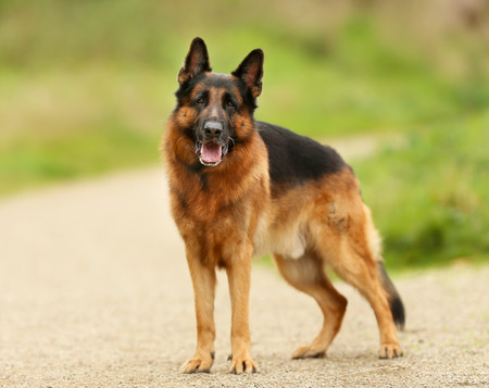 Pedigree dog outdoors on a sunny summer day.の写真素材