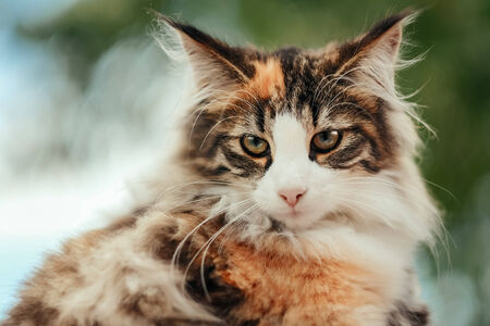 Face of purebred domestic cat outdoors on a sunny day.の写真素材