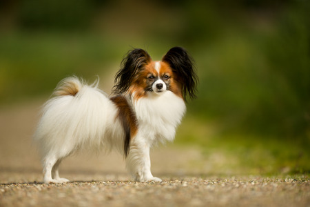 Pedigree continental toy spaniel on a sunny summer day.の写真素材