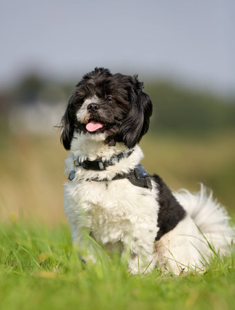 Purebred dog outdoors on a sunny summer day.