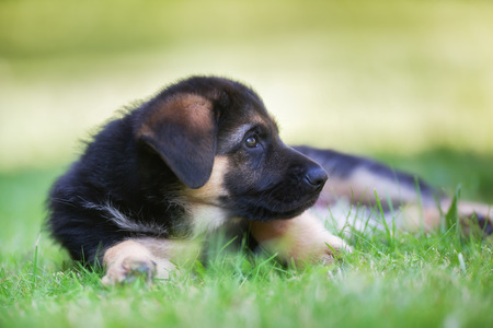 Six week old pedigree german shepherd puppy outdoors on a sunny day.の写真素材
