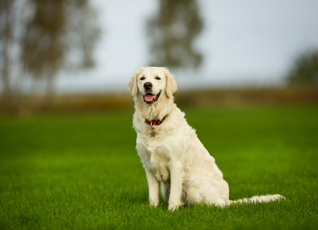 Young purebred golden retriever outdoors on grass field on a sunny summer day.の写真素材