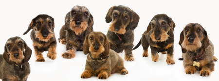 Seven purebred brown wirehaired dachshund dogs isolated on white background in studio.の写真素材