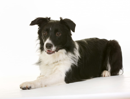 Purebred black and white Border Collie dog isolated on white background in studio.の写真素材