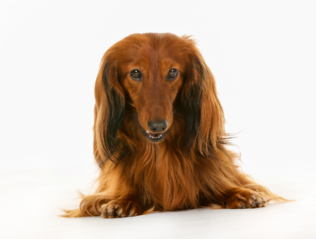 Purebred brown longhaired dachshund dog isolated on white background in studio.の写真素材