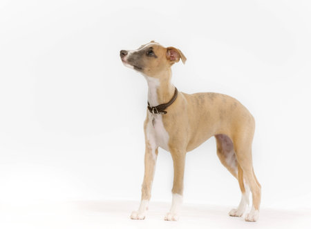Purebred whippet dog photographed on white background in a studio.の写真素材