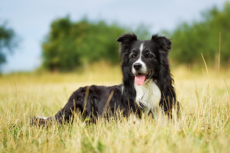 Purebred border collie outdoors on a summer day.の写真素材
