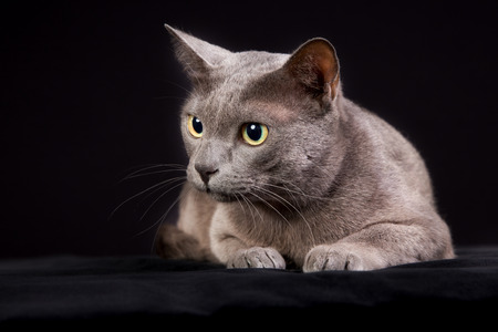 Pedigree Korat cat photographed indoors in studio on black background.の写真素材