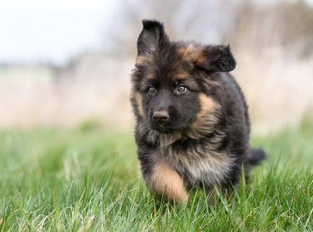 Purebred young German Shepherd dog puppy running around outdoors on a grass field on a sunny spring day.の写真素材