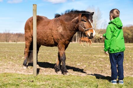 Young boy in green jacket feeding brown horse with grass on farm.の写真素材
