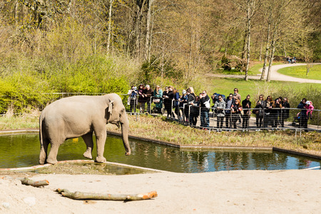 COPENHAGEN, DENMARK - APRIL 18, 2015: The elephants at the popular Danish tourist attraction The Copenhagen Zoological Garden welcomes visitors on a sunny day during spring.のeditorial素材