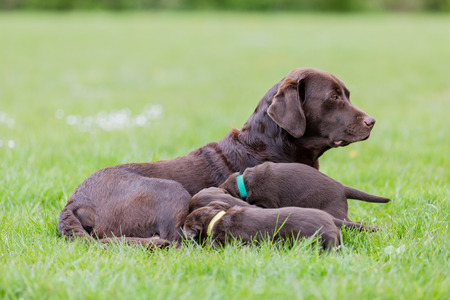 Female labrador retriever dog feeding her litter of adorable young brown pups.の写真素材