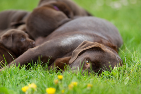 Female labrador retriever dog with her litter of adorable young brown pups.の写真素材