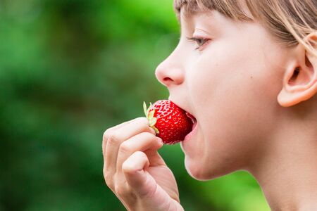 Close-up of young scandinavian child holding and eating fresh red strawberry fruit outdoors on green...