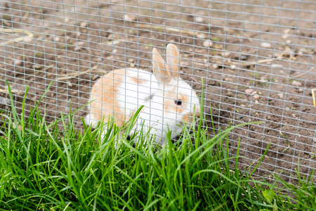 Young cute rabbit outdoors in farm animal enclosure on a sunny day.の写真素材