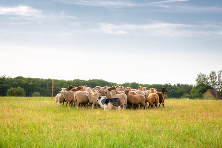 Purebred border collie herding a flock of sheep on a summer day.の写真素材