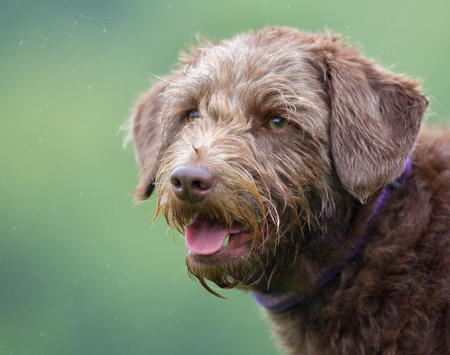 Brown dog outdoors in the nature on grass lawn on a cloudy summer day.の写真素材