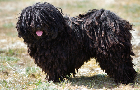 A purebred Puli dog without leash outdoors in the nature on a sunny day.の写真素材