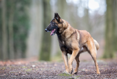 Pedigree Belgian Malinois Shepherd dog outdoors in the forest on a sunny spring day.の写真素材