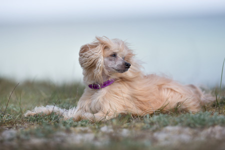 A purebred Chinese Crested dog without leash outdoors in the nature on a sunny day.の写真素材
