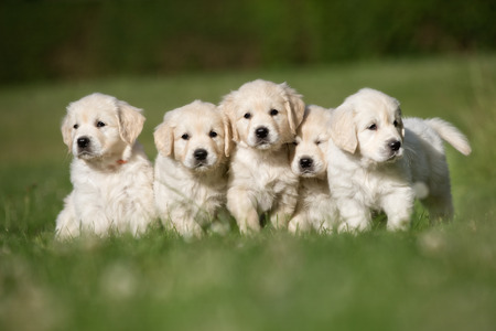 Litter of five cute purebred golden retriever puppies outdoors in the nature on grass meadow on a sunny summer day.の写真素材