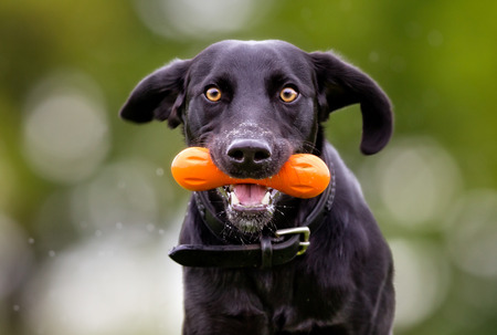 Mixed breed dog outdoors in the nature on grass meadow on a rainy summer day.の写真素材
