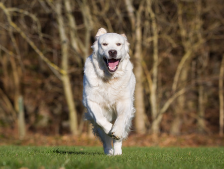A purebred golden retriever dog running without leash outdoors in the nature on a sunny day.の写真素材
