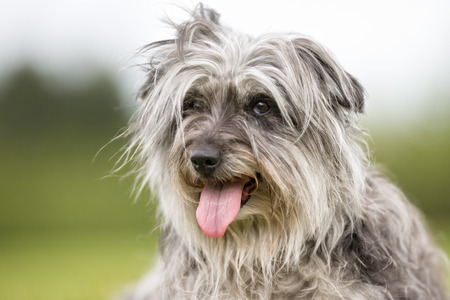 Happy and smiling dog outdoors in the nature on a sunny summer day with the dog tongue sticking out.の写真素材