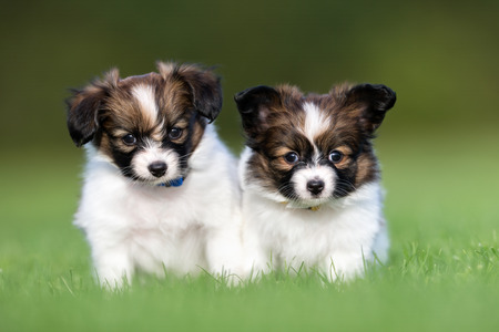 Two young purebred brown and white papillon continental toy spaniel dog puppies outdoors on grass on a sunny summer day.の写真素材