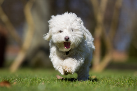 A purebred Coton de Tulear dog running without leash outdoors in the nature on a sunny day.の写真素材