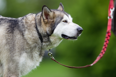 Purebred Alaskan Malamute dog outdoors in the nature on grass meadow on a summer day.の写真素材