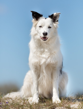A purebred Border Collie dog without leash outdoors in the nature on a sunny day.の写真素材