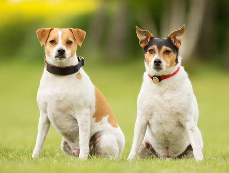 Two purebred danish swedish farm dogs outdoors in the nature on grass meadow on a summer day.の写真素材